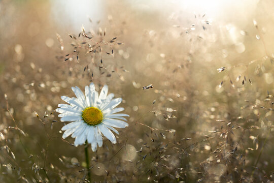 Fototapeta Insect hovering over white daisy flower