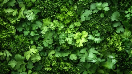 A seamless spread of mixed green herbs like cilantro and parsley, tightly arranged to fill the entire frame with their fresh, aromatic texture.