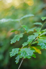 Young oak sapling