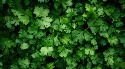 Fototapeta premium A dense arrangement of cilantro leaves, their fresh green tones completely filling the frame with no gaps visible.