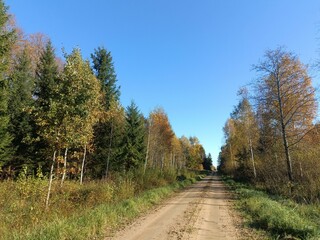 Road in forest in Siauliai county during sunny autumn day. Oak and birch tree woodland. Sunny day with white clouds in blue sky. Bushes are growing in woods. Sandy road. Nature. Fall season. Miskas.