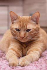 Fototapeta premium Charming Orange Cat Comfortably Relaxing on Soft and Cozy Carpet with a Peaceful Vibe