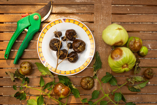 Tomatoes affected by downy mildew