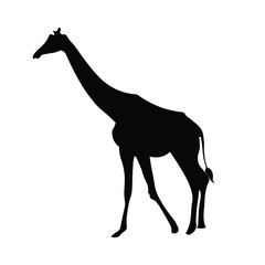Fototapeta premium Silhouette of a giraffe. vector illustration,Black giraffe icon on white background