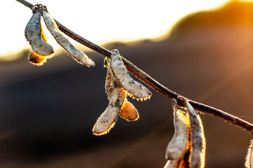 Ripe soybean pod at sunset.  Soybean harvest
