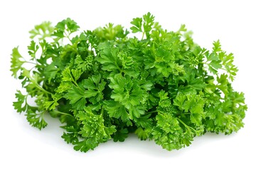 Fototapeta premium Parsley herb isolated on white background
