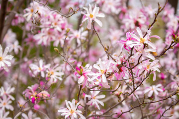 Blooming magnolia in spring. Beautiful buds of pink flowers close-up with blurred space for text.