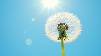 Fototapeta premium dandelion against blue sky