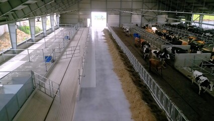 Dairy Cows in Shed on Advanced Farm