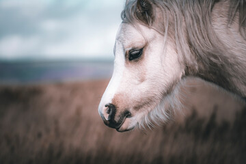 close up of horse