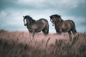 Obraz premium horses in the field
