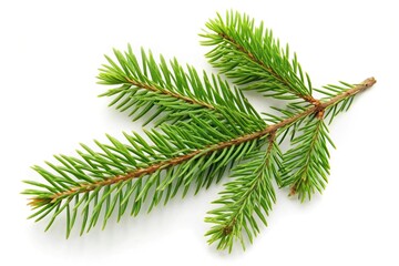 Obraz premium Fresh spruce tree branch isolated on white background from a fir point of view