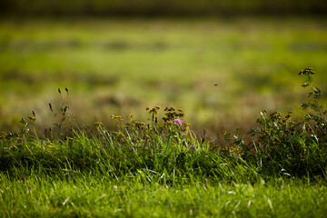 Grass with insects and flowers