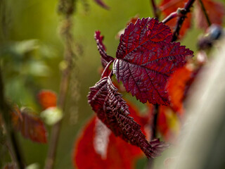 red autumn leaf