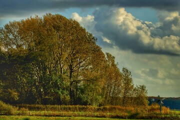 landscape with a tree