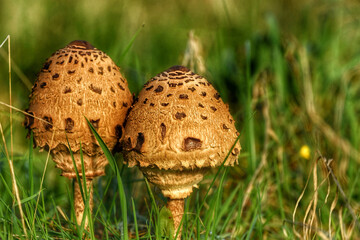 mushroom in grass