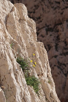 Certamente, ecco una descrizione di un fiore che cresce a picco di una scogliera:




fiori solitarii, con petali gialli e intricati, cresce precariamente su una parete rocciosa scoscesa