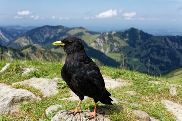 Black bird with yellow beak and orange feet