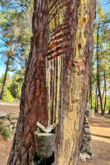 Recreation area el Robledal, start of hiking trail to peak Maroma, Sierra Tejeda Natural Park, Spain
