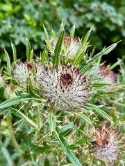 Close-up of thistle Cirsium vulgare with sharp spines and pink flower buds