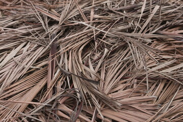 Dry leaves with a brown color due to hot weather
