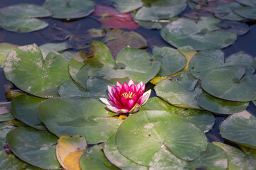 pink water lilies