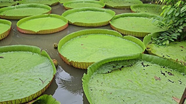 Victoria Boliviana or Bolivian waterlily in the pond at Mekong Delta Vietnam.