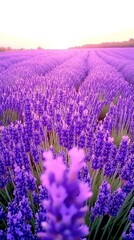 Fototapeta premium A field of lavender flowers in bloom under a purple sky.