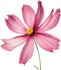 Fototapeta premium Beautiful Cosmos bipinnatus Flower Watercolor Art. 