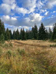 Open meadow with tall grass bordered by a dense evergreen forest