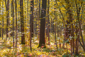 Autumn forest landscape in the sunny day