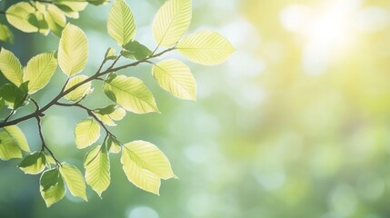 Obraz premium A close-up of green leaves illuminated by sunlight, creating a serene and natural atmosphere.