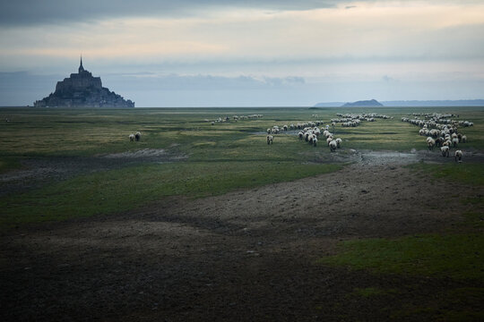 Another view of le mont saint michel with a flock of sheep