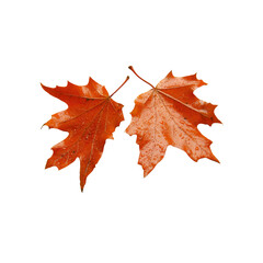 Obraz premium Two Red Maple Leaves with Water Drops