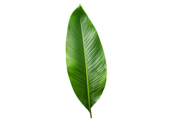 Obraz premium Long Exotic tropical leaf, isolated on transparent or white background