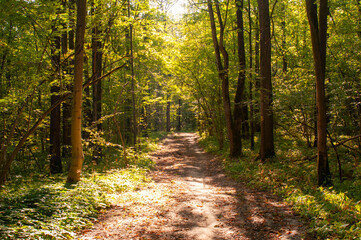 Fototapeta premium Landscape with path in the autumn park