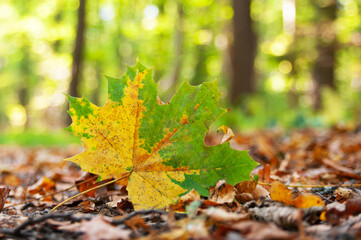 Yellow-green  maple leaf close up in autumn forest