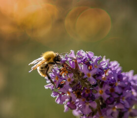 gros plan d'une abeille dans une magnifique ambiance avec de jolies lumières 