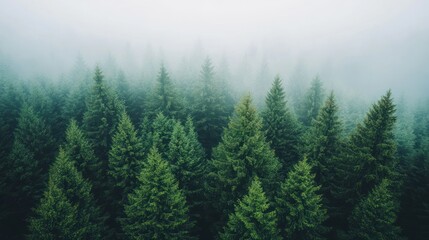 Fototapeta premium A misty forest filled with dense evergreen trees, creating a serene and tranquil atmosphere.