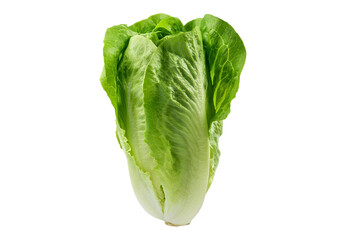 Romaine lettuce vegetable isolated on transparent or white background