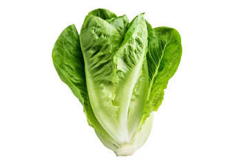 Fototapeta premium Romaine lettuce vegetable isolated on transparent or white background