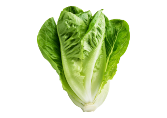 Romaine lettuce vegetable isolated on transparent or white background