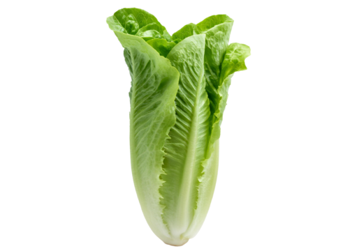 Romaine lettuce vegetable isolated on transparent or white background