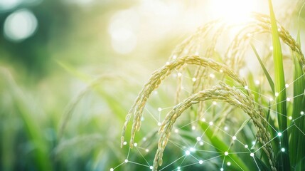 agricultural technology, rice field, green plants, digital connectivity, nature background, sunlight shining, growth concept, farming innovation, sustainable agriculture