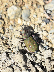Green tiger beetle Cicindela campestris on sand natural environment