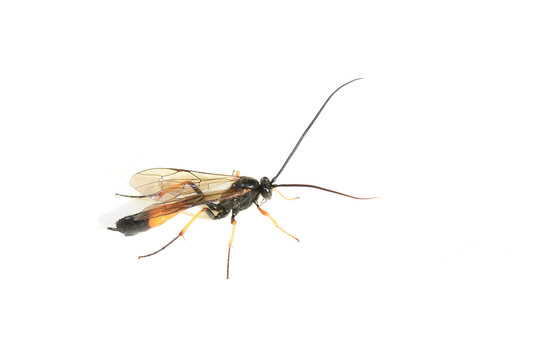 Black and yellow parasitoid wasp genus Dusona on white