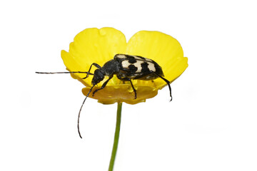 Three banded Longhorn Beetle Judolia sexmaculata sitting in a yellow flower