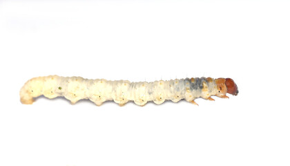 The common swift moth Korscheltellus lupulina larvae on white