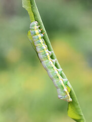 The swallow prominent Pheosia tremula larvae in vegetation
