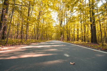 Fototapeta premium Landscape with path in the autumn park
